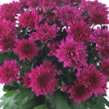 Pot Chrysanthemum Chrystal Regal P10pchcre - Garden Express Australia