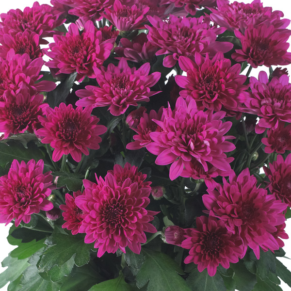 Pot Chrysanthemum – Chrystal Regal