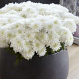 Pot Chrysanthemum Chrystal White P10pchcwh 1 - Garden Express Australia