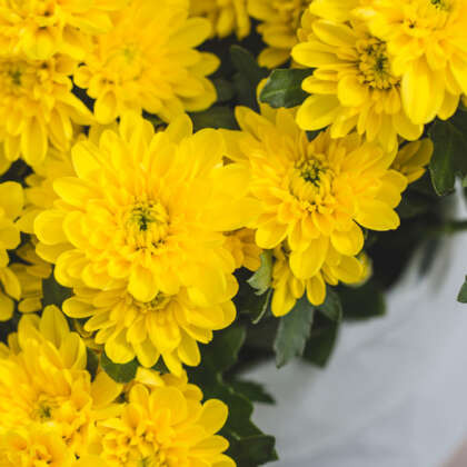 Pot Chrysanthemum Chrystal Yellow P10pchcye - Garden Express Australia