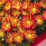 Pot Chrysanthemum Rainbow Circus P10pchrci - Garden Express Australia