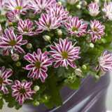 Pot Chrysanthemum Rainbow Twist P10pchrtw - Garden Express Australia