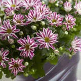 Pot Chrysanthemum Rainbow Twist P10pchrtw - Garden Express Australia