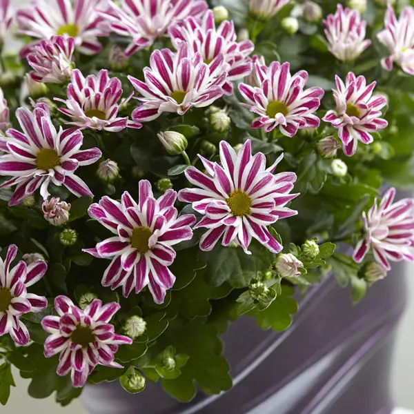 Pot Chrysanthemum – Rainbow Twist