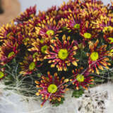 Pot Chrysanthemum Splash Energy P10pchsen - Garden Express Australia