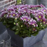 Pot Chrysanthemum Splash Lightning P10pchsli - Garden Express Australia