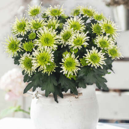 Pot Chrysanthemum Splash Minty P10pchsmi - Garden Express Australia