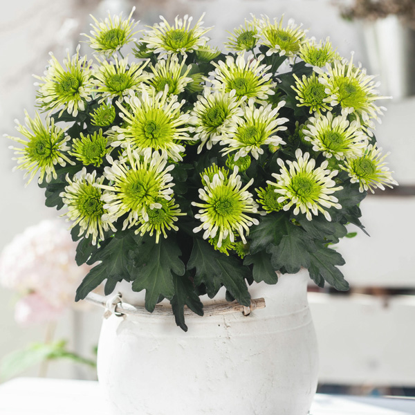 Pot Chrysanthemum Splash Minty Garden Express