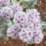 Ptilotus Obovatus By Allthingsnative Via Wiki P14ptiobo - Garden Express Australia