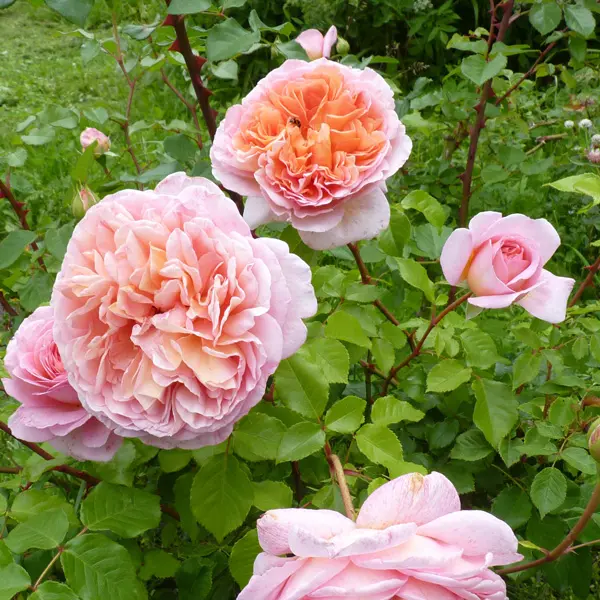 David Austin Rose Abraham Darby David Austin Rose Abraham Darby