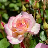 Rose Angela Rose Taylor Rose Angela Rose Taylor