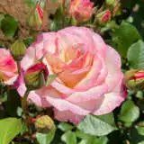 Rose Angela Rose Taylor Rose Angela Rose Taylor