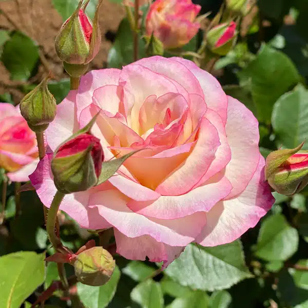 Rose Angela Rose Taylor