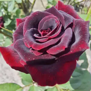 What Is A Hybrid Tea Rose? Rose Black Velvet 2023 Roshbve - Garden Express Australia