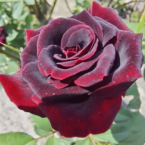 Rose Black Velvet Rose Black Velvet
