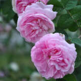 Rose Charles Rennie Mackintosh Rosdcrm - Garden Express Australia
