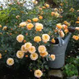 Rose Flower Carpet Amber P14rosfcam - Garden Express Australia