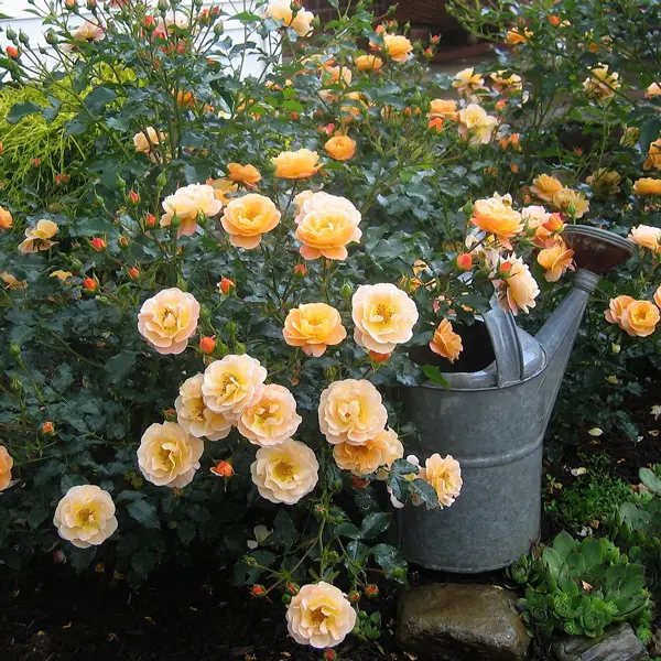 Rose Flower Carpet Amber (Pbr)