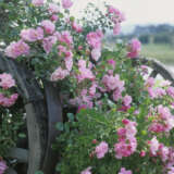 Rose Flower Carpet Appleblossom P14rosfca - Garden Express Australia
