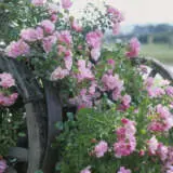 Rose Flower Carpet Appleblossom P14rosfca - Garden Express Australia