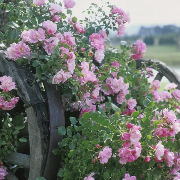 Rose Flower Carpet Appleblossom