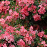 Rose Flower Carpet Coral P14rosfccl - Garden Express Australia