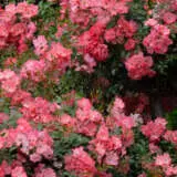 Rose Flower Carpet Coral P14rosfccl - Garden Express Australia