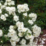 Rose Flower Carpet White P14rosfcw - Garden Express Australia