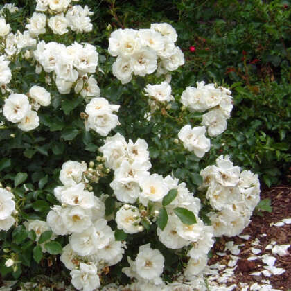Rose Flower Carpet White P14rosfcw - Garden Express Australia