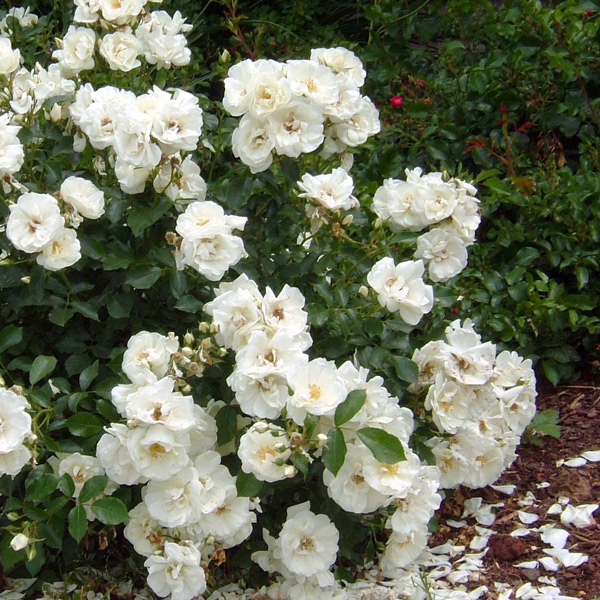 Rose Flower Carpet White (pbr)