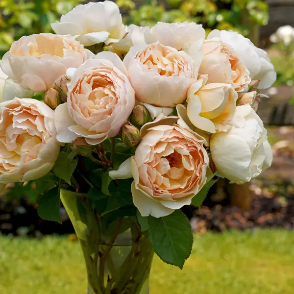 David Austin Rose Jude The Obscure