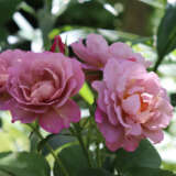 Rose Lavender Pinocchio Rosflpi - Garden Express Australia