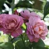 Rose Lavender Pinocchio Rosflpi - Garden Express Australia