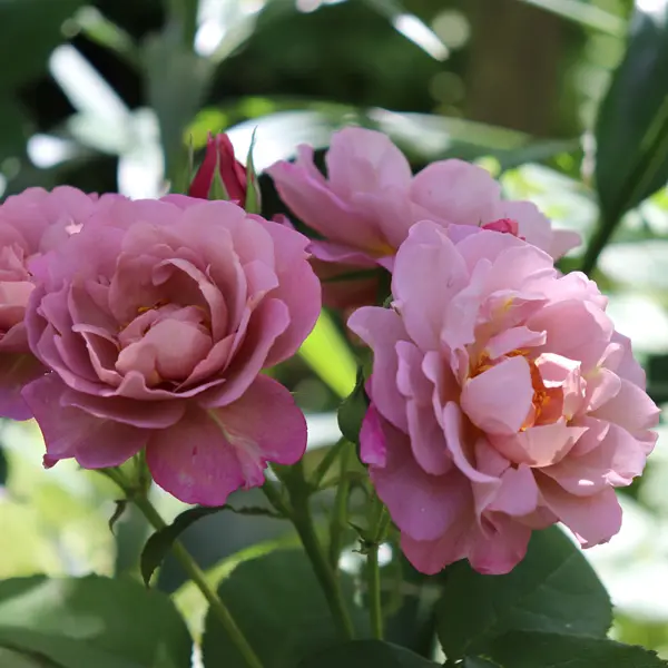 Rose Lavender Pinocchio Rose Lavender Pinocchio