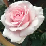 Rose Mothers Love Roshmlo - Garden Express Australia