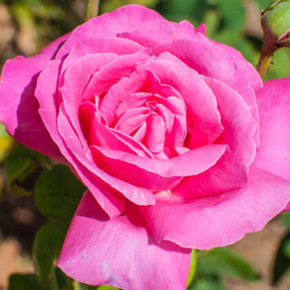 Rose Perfume Delight Roshpdl - Garden Express Australia