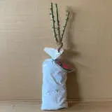 Rose Perfume Delight Rose Perfume Delight