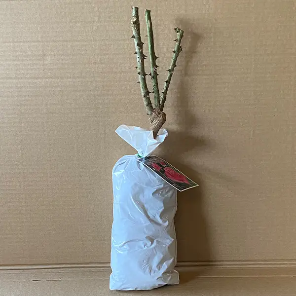 Rose Perfume Delight