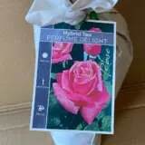 Rose Perfume Delight Rose Perfume Delight