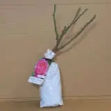 Rose Raspberry Cupcake (pbr) Rose Raspberry Cupcake (pbr)