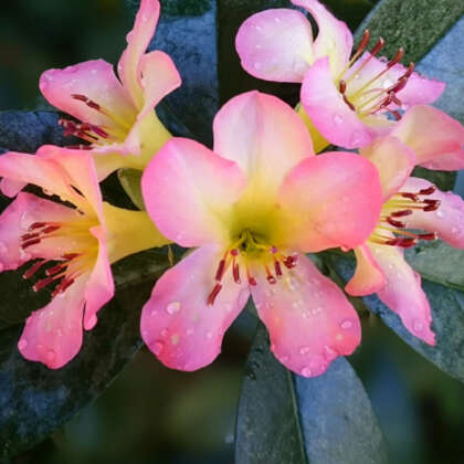 Vireya Rhododendron Appasionata P14virapp - Garden Express Australia