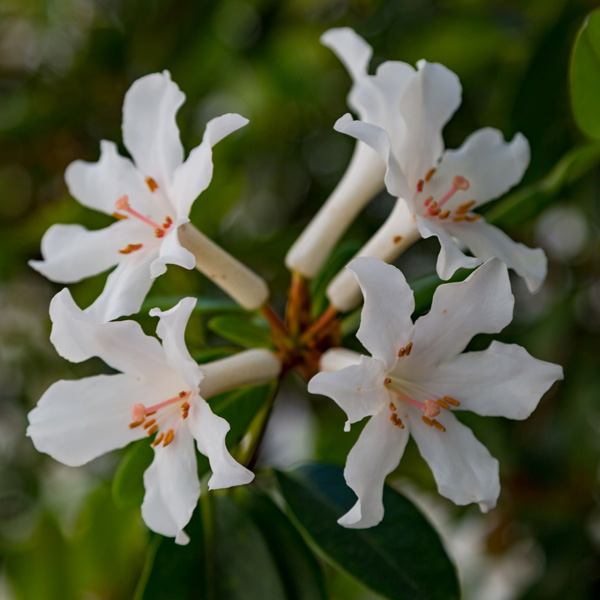 Vireya Rhododendron Aravir