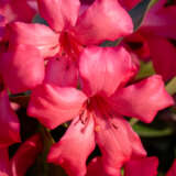 Vireya Rhododendron Summer Scent P14virssc - Garden Express Australia