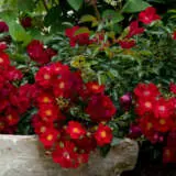 Rose Flower Carpet Red P14rosfcr - Garden Express Australia