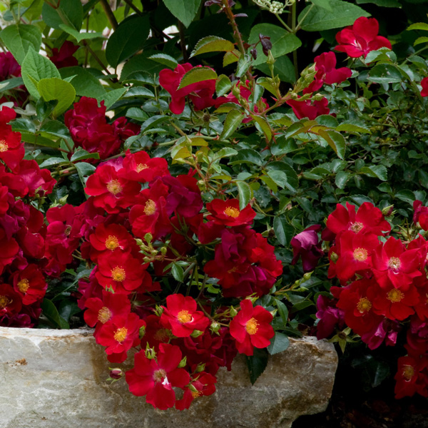 Rose Flower Carpet Red (pbr)