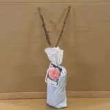 Rose Lavender Pinocchio Rose Lavender Pinocchio