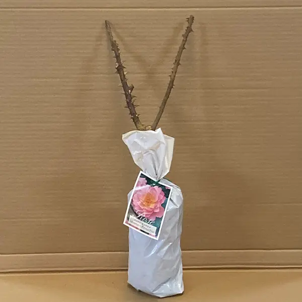 Rose Lavender Pinocchio Rose Lavender Pinocchio