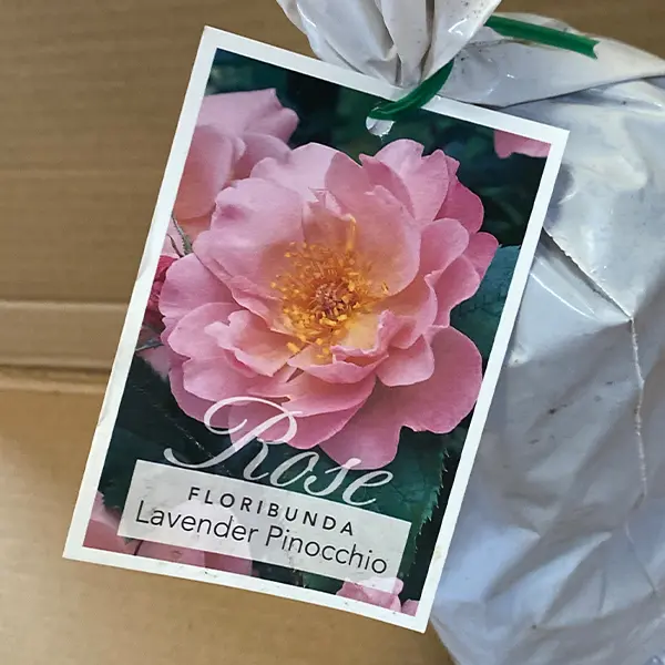 Rose Lavender Pinocchio Rose Lavender Pinocchio