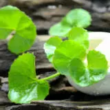 Arthritis Herb Pennywort P10arther - Garden Express Australia