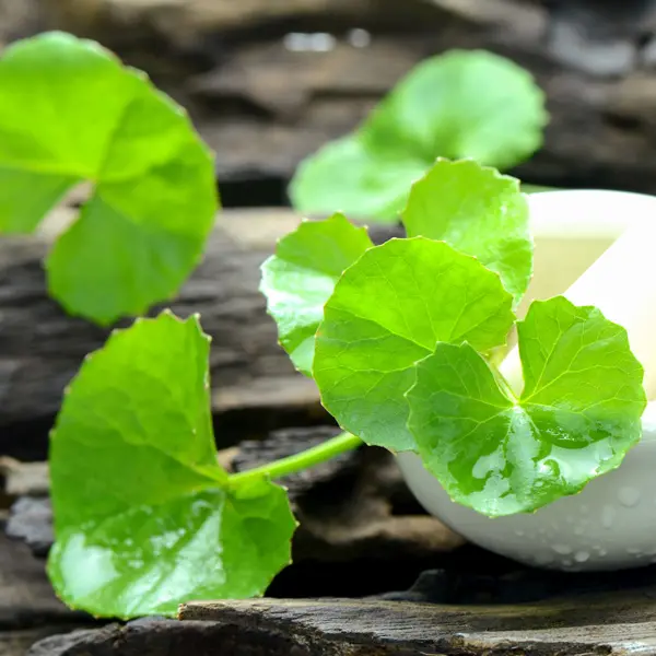 Arthritis Herb- Pennywort